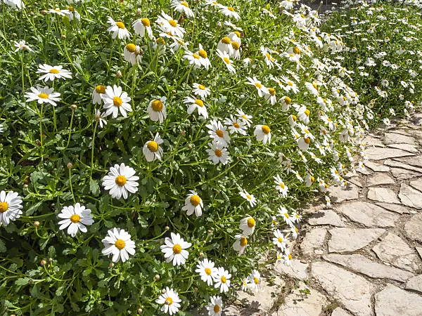 424020 - Argyranthemum pinnatifidum subsp. succulentum