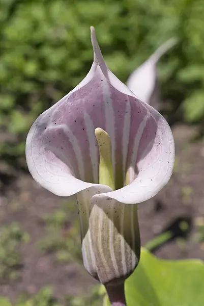608140 - Arisaema candidissima