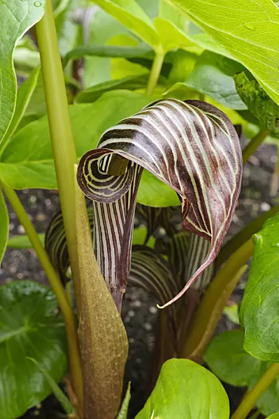 473320 - Arisaema fargesii