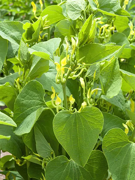 437443 - Aristoloche clématite (Aristolochia clematitis)