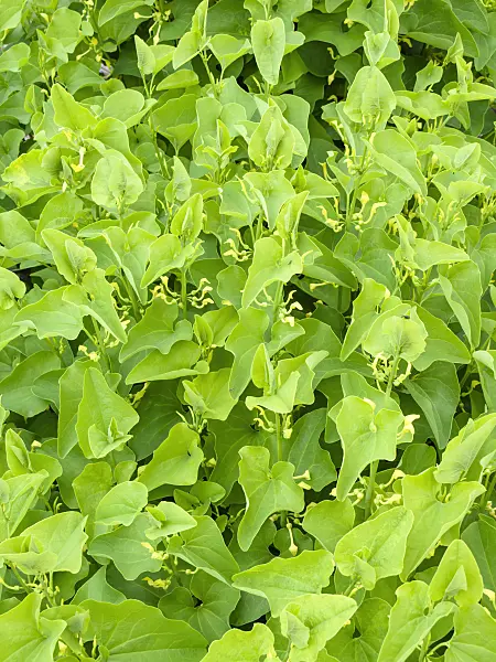 438006 - Aristoloche clématite (Aristolochia clematitis)