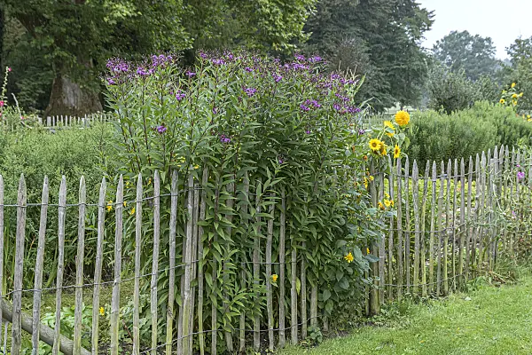 616458 - Arkansas-Scheinaster (Vernonia arkansana syn. Vernonia crinita)