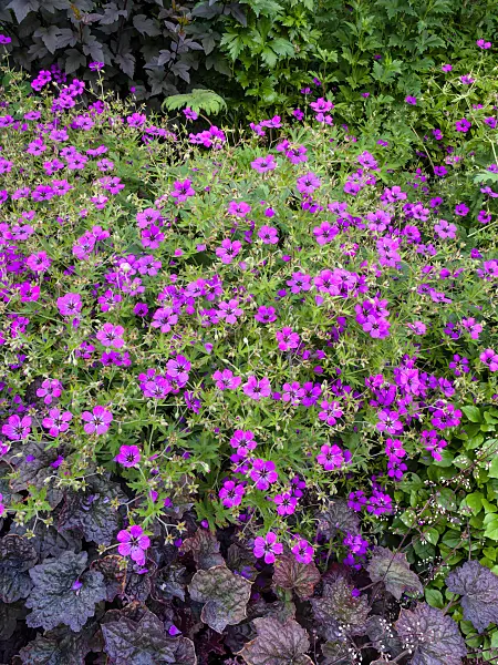 461120 - Armenian cranesbill (Geranium psilostemon)