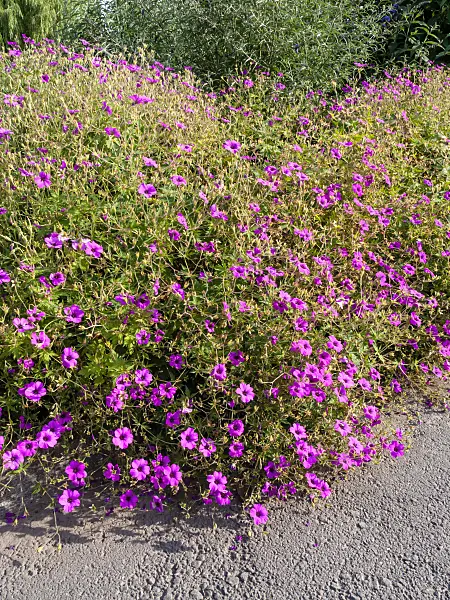 462048 - Armenian cranesbill (Geranium psilostemon)