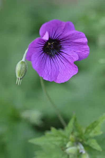 472365 - Armenian cranesbill (Geranium psilostemon)
