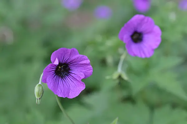 472366 - Armenian cranesbill (Geranium psilostemon)