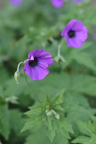 472367 - Armenian cranesbill (Geranium psilostemon)