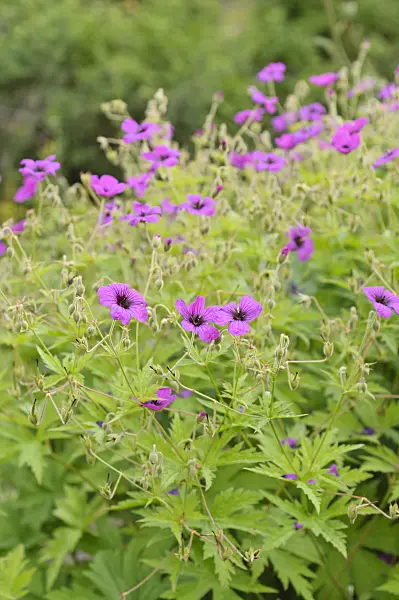 485184 - Armenian cranesbill (Geranium psilostemon)