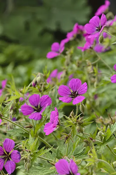 496343 - Armenian cranesbill (Geranium psilostemon)