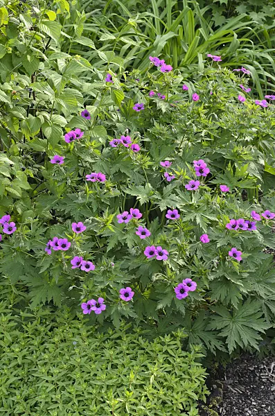 496345 - Armenian cranesbill (Geranium psilostemon)