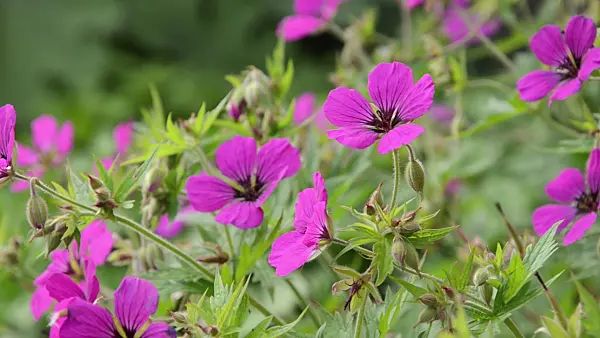 496360 - Armenian cranesbill (Geranium psilostemon)