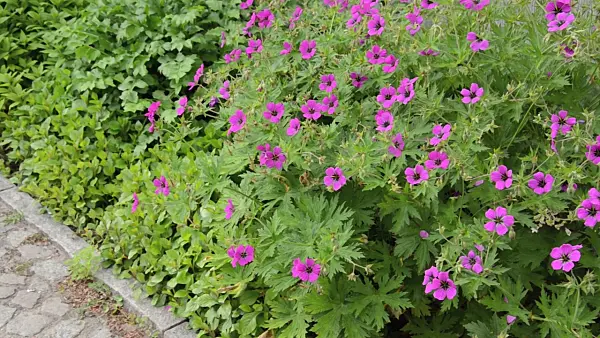 496361 - Armenian cranesbill (Geranium psilostemon)