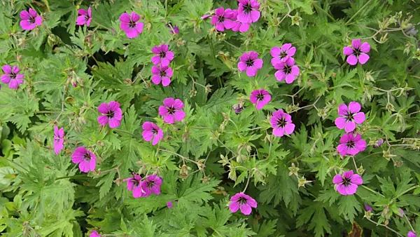496362 - Armenian cranesbill (Geranium psilostemon)