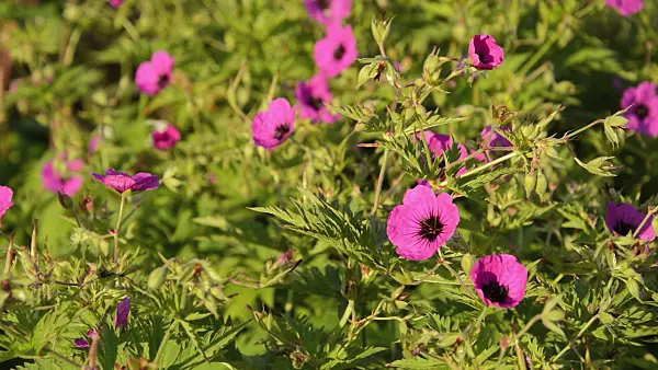 509021 - Armenian cranesbill (Geranium psilostemon)