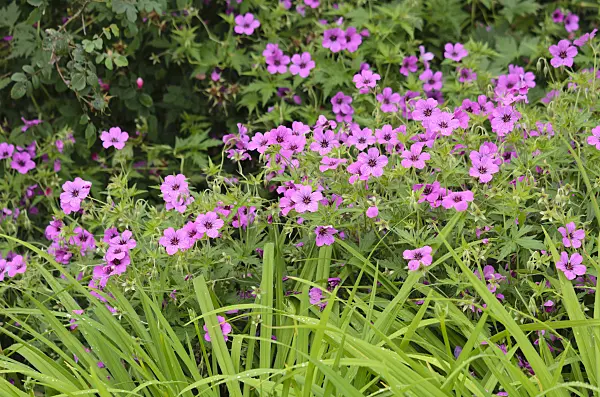 521263 - Armenian cranesbill (Geranium psilostemon)