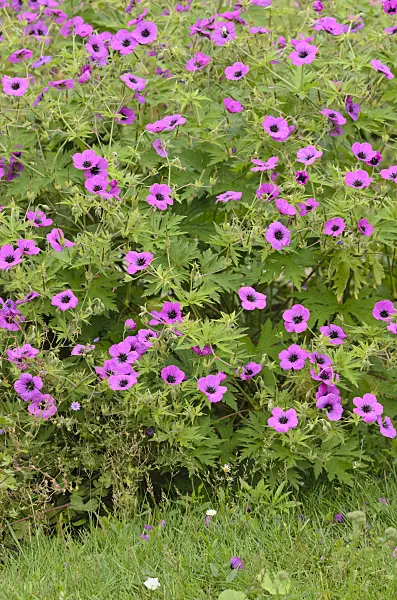 521320 - Armenian cranesbill (Geranium psilostemon)