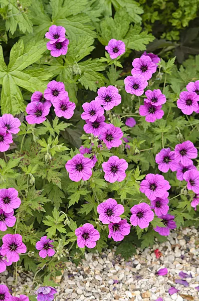 521352 - Armenian cranesbill (Geranium psilostemon)