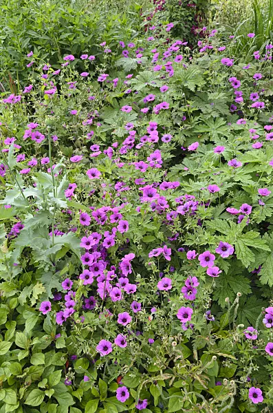 521424 - Armenian cranesbill (Geranium psilostemon)