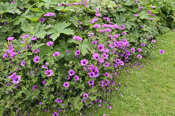 521425 - Armenian cranesbill (Geranium psilostemon)