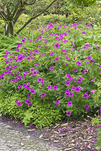 557035 - Armenian cranesbill (Geranium psilostemon)