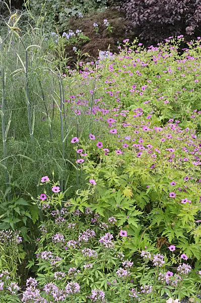486068 - Armenian cranesbill (Geranium psilostemon) and spider flower (Tarenaya hassleriana 'Señorita Rosalita' syn. Cleome hassleriana 'Señorita Rosalita')