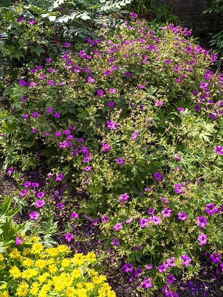 461118 - Armenian cranesbill (Geranium psilostemon) and stonecrop (Sedum aizoon syn. Phedimus aizoon)