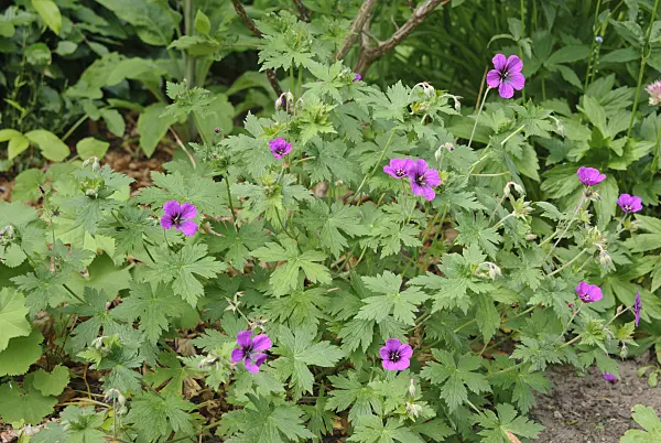518019 - Armenian cranesbill (Geranium psilostemon 'Anne Thomson')