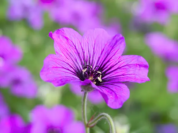 438236 - Armenian cranesbill (Geranium psilostemon 'Patricia')