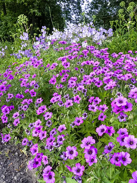 438237 - Armenian cranesbill (Geranium psilostemon 'Patricia')