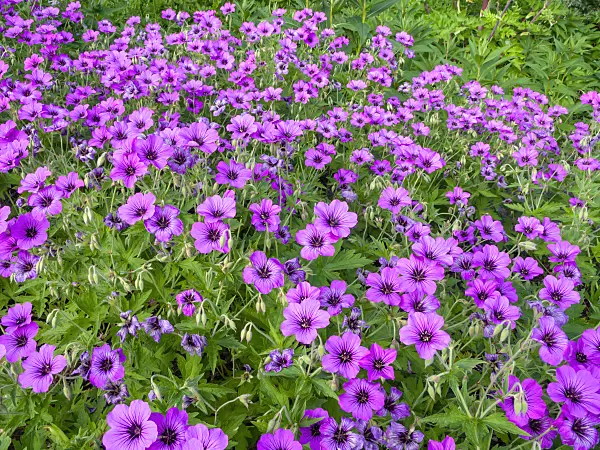 438238 - Armenian cranesbill (Geranium psilostemon 'Patricia')