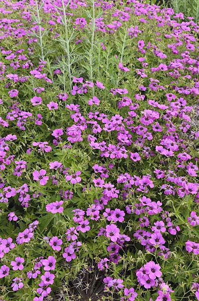 497064 - Armenian cranesbill (Geranium psilostemon 'Patricia')