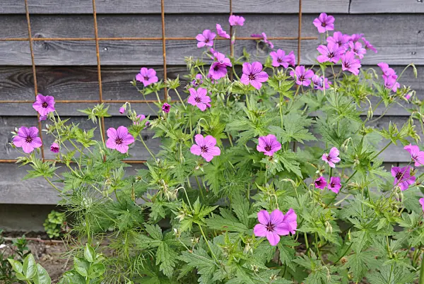 518021 - Armenian cranesbill (Geranium psilostemon 'Patricia')