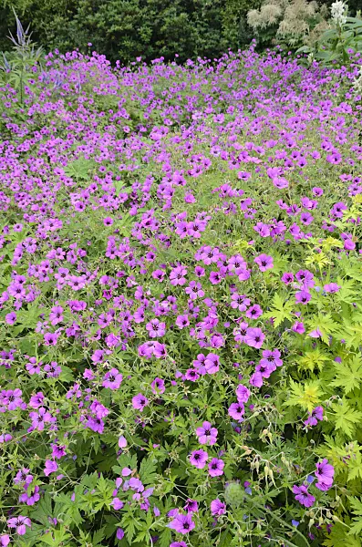 522034 - Armenian cranesbill (Geranium psilostemon 'Patricia')