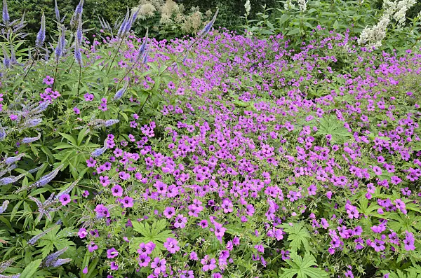 522035 - Armenian cranesbill (Geranium psilostemon 'Patricia')