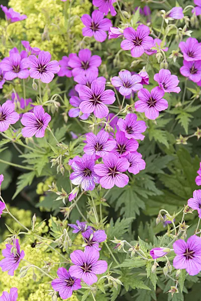 651297 - Armenian cranesbill (Geranium psilostemon 'Patricia')