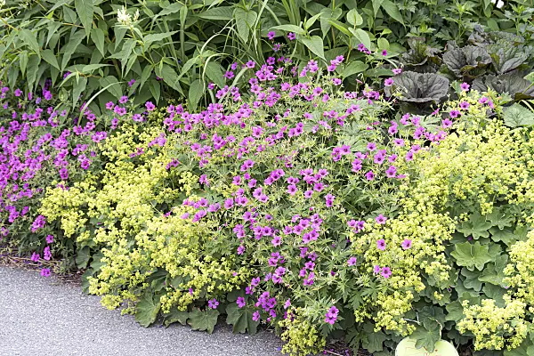 651295 - Armenian cranesbill (Geranium psilostemon 'Patricia') and lady's mantle (Alchemilla mollis)