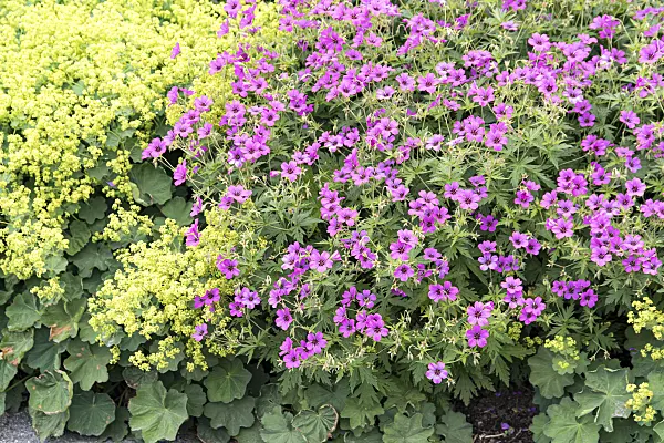 651296 - Armenian cranesbill (Geranium psilostemon 'Patricia') and lady's mantle (Alchemilla mollis)
