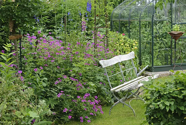 518045 - Armenian cranesbill (Geranium psilostemon 'Patricia'), Jerusalem sage (Phlomis russeliana) and larkspur (Delphinium elatum)