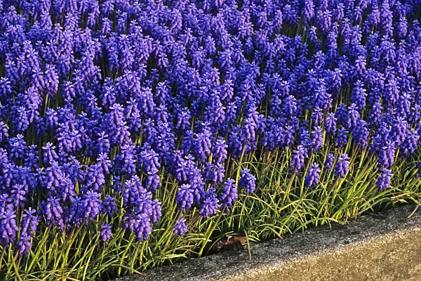 364033 - Armenian grape hyacinth (Muscari armeniacum)