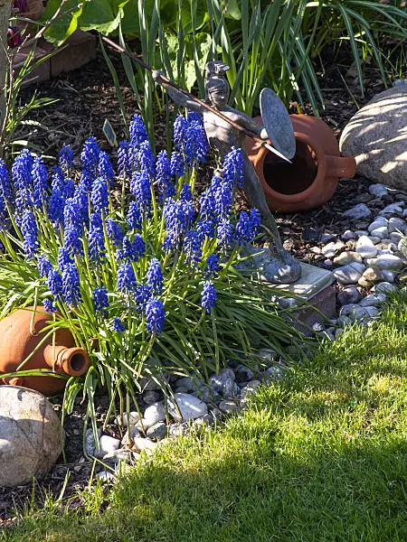 424142 - Armenian grape hyacinth (Muscari armeniacum)