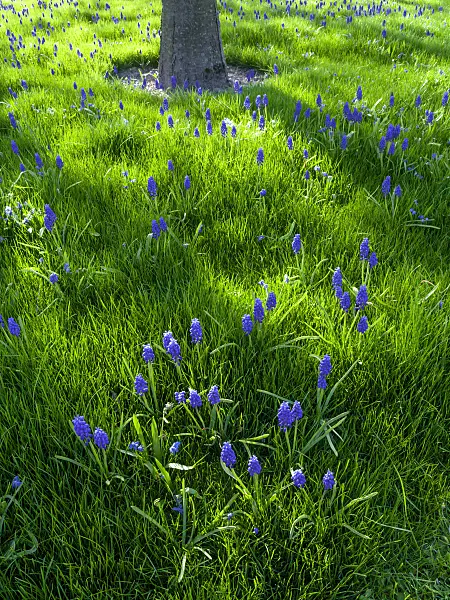 459084 - Armenian grape hyacinth (Muscari armeniacum)