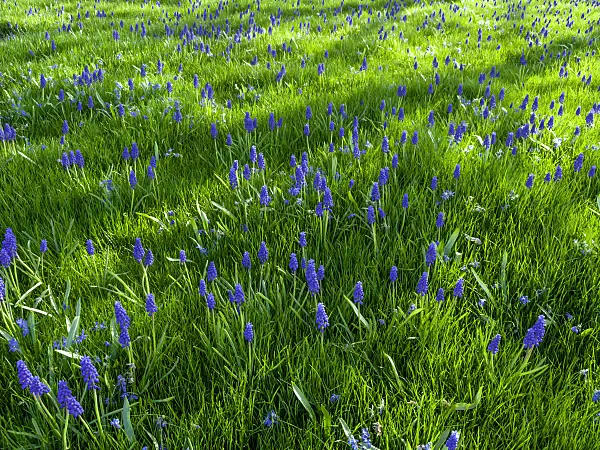 459086 - Armenian grape hyacinth (Muscari armeniacum)