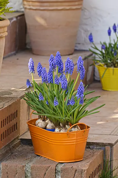 471009 - Armenian grape hyacinth (Muscari armeniacum)