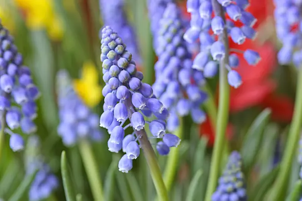 471122 - Armenian grape hyacinth (Muscari armeniacum)