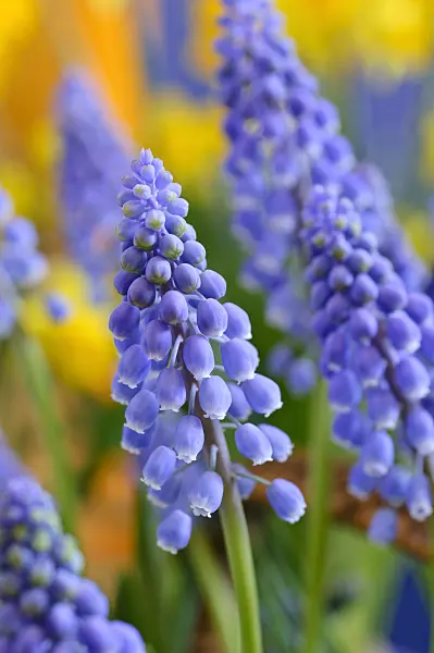 471151 - Armenian grape hyacinth (Muscari armeniacum)