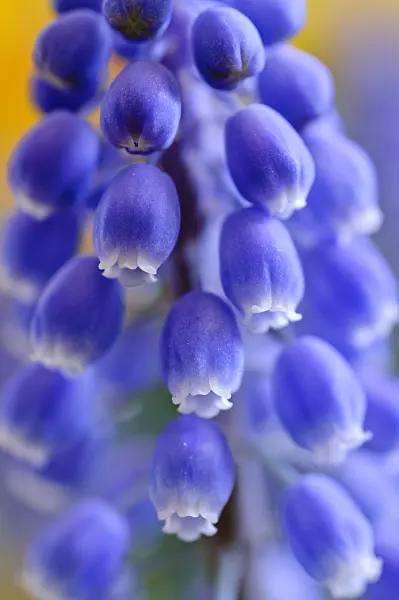 471152 - Armenian grape hyacinth (Muscari armeniacum)