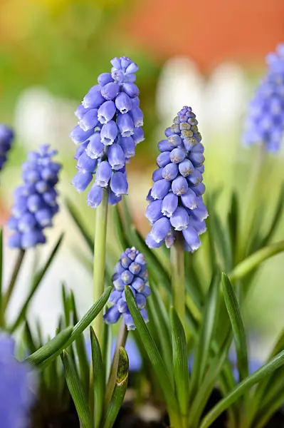 483124 - Armenian grape hyacinth (Muscari armeniacum)