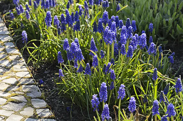 495124 - Armenian grape hyacinth (Muscari armeniacum)