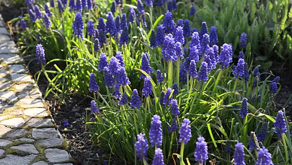 495137 - Armenian grape hyacinth (Muscari armeniacum)
