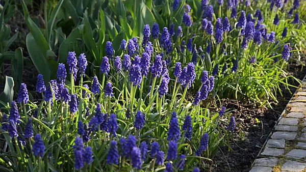 495141 - Armenian grape hyacinth (Muscari armeniacum)